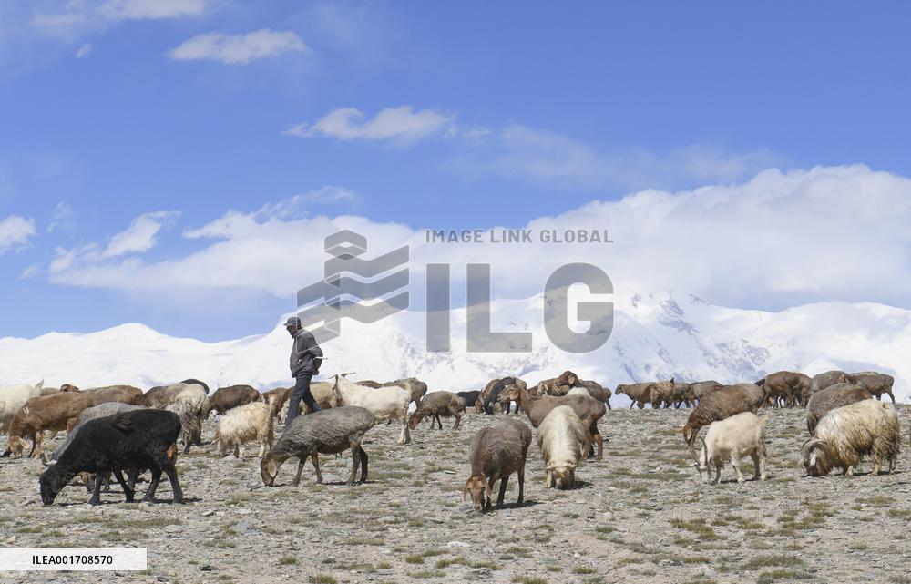 CHINA-XINJIANG-TAXKORGAN-SHEEPHERDER (CN)