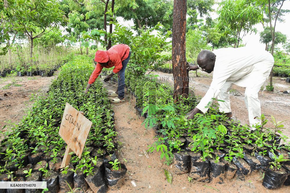 CAMEROON-REFUGEE CAMP-TREES