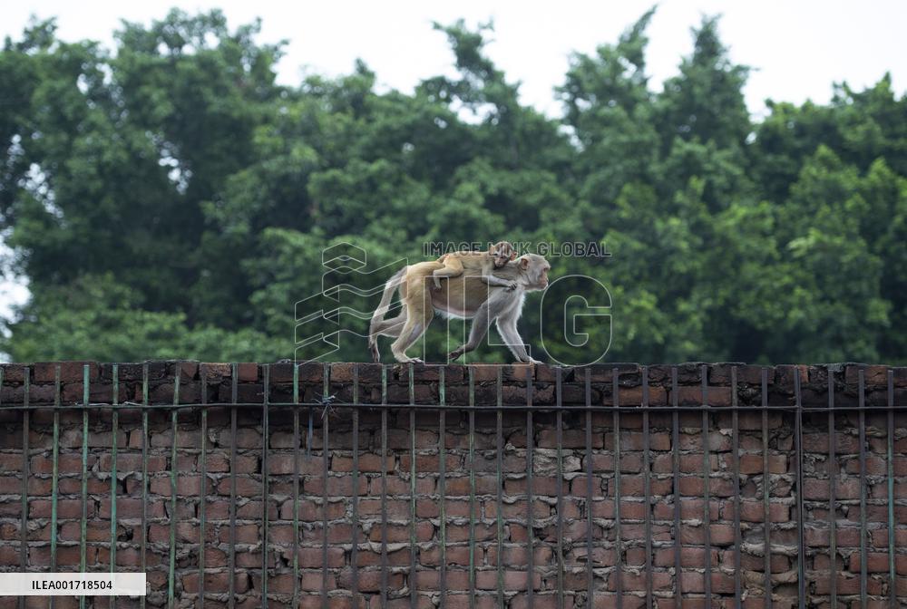 INDIA-NEW DELHI-DAILY LIFE