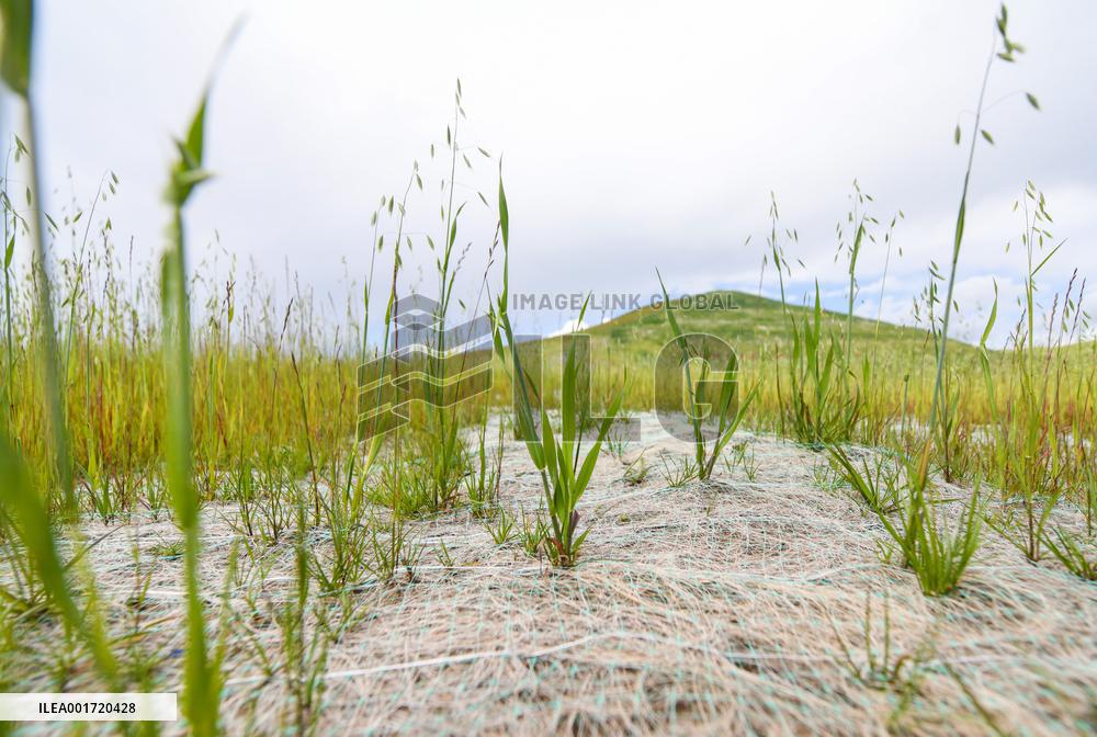 CHINA-SICHUAN-RUOERGAI COUNTY-GRASSLAND RESTORATION (CN)