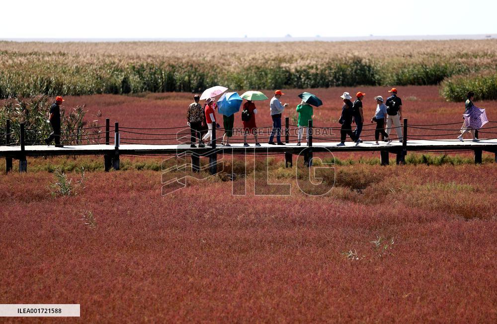 CHINA-LIAONING-PANJIN-RED BEACH-TOURISM (CN)