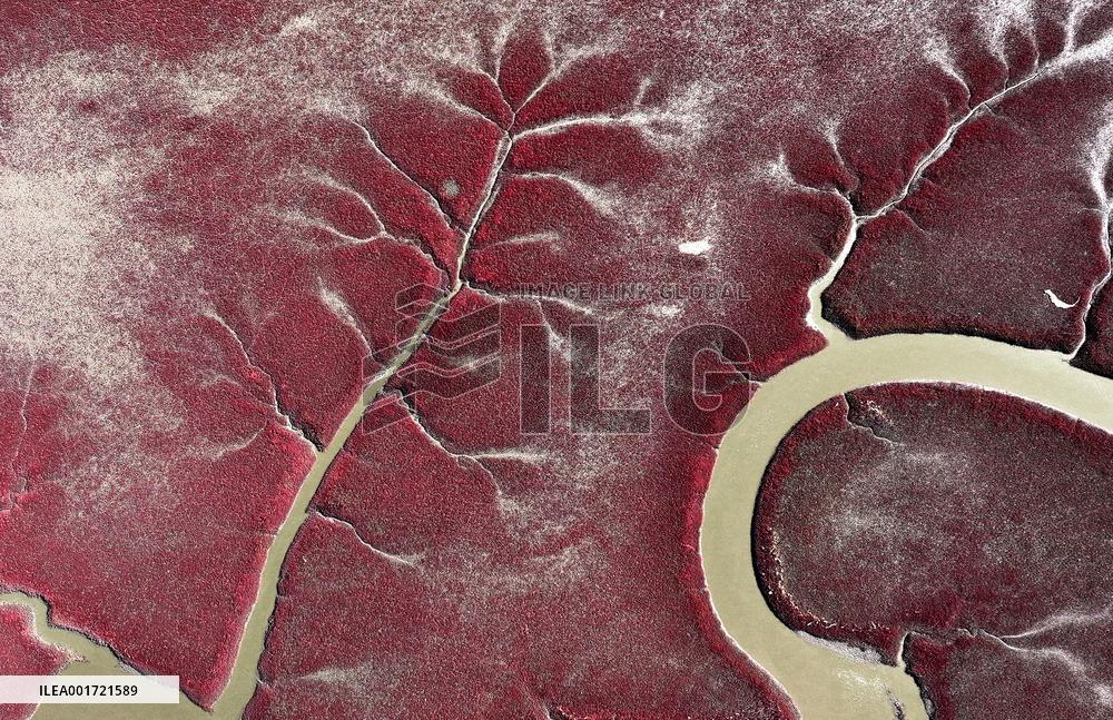 CHINA-LIAONING-PANJIN-RED BEACH-TOURISM (CN)