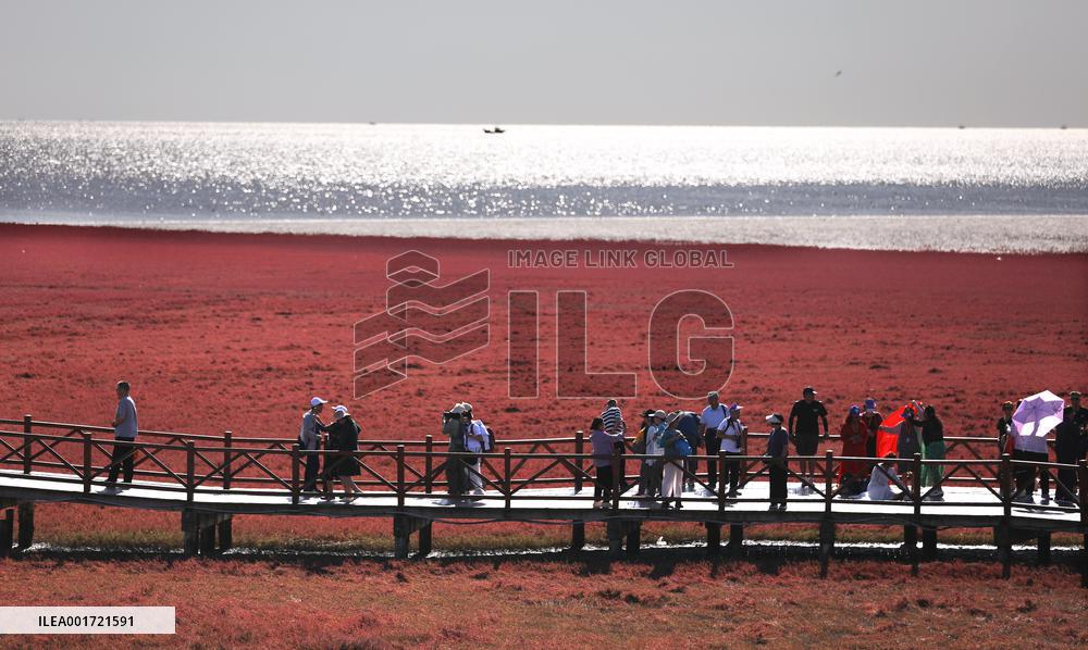 CHINA-LIAONING-PANJIN-RED BEACH-TOURISM (CN)