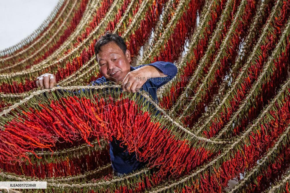 Chili Industry in Bijie