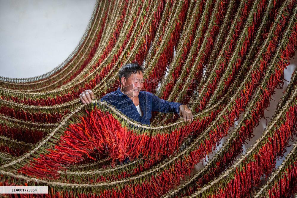 Chili Industry in Bijie