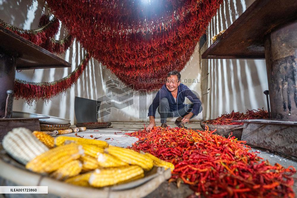 Chili Industry in Bijie