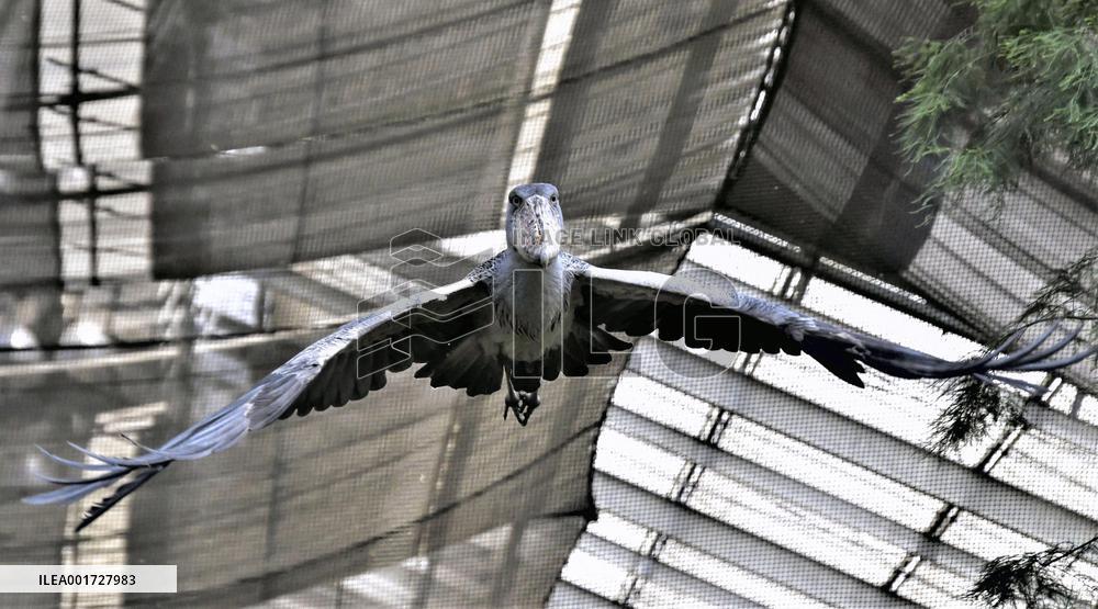 Shoebill at Kobe zoo