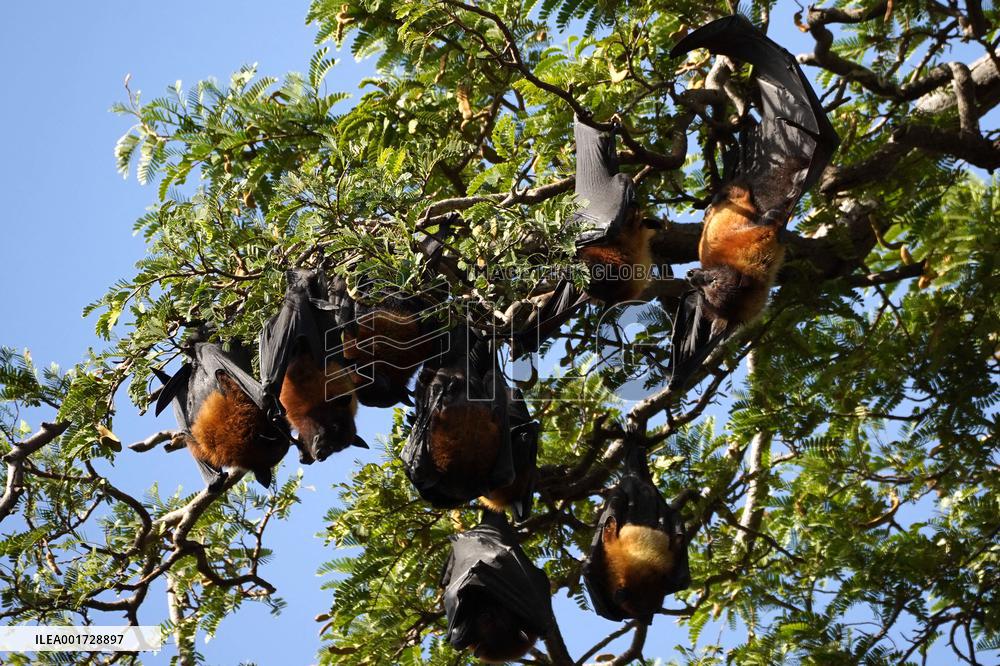 Flying Foxes Hanging From The Branches Of A Tree - India