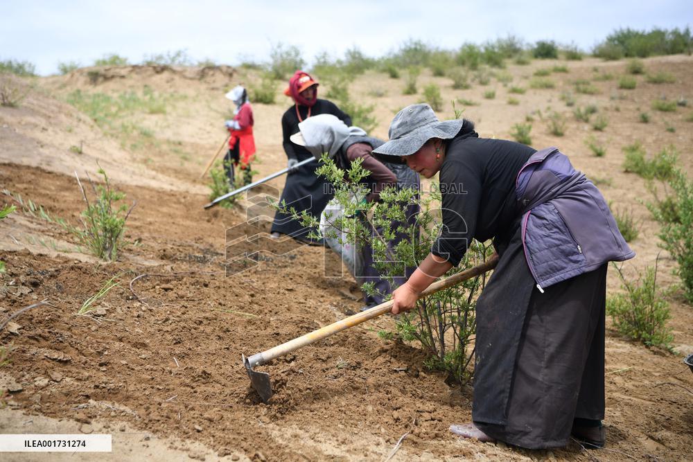 CHINA-GANSU-GANNAN-MAQU WETLANDS-CONSERVATION-RESTORATION (CN)