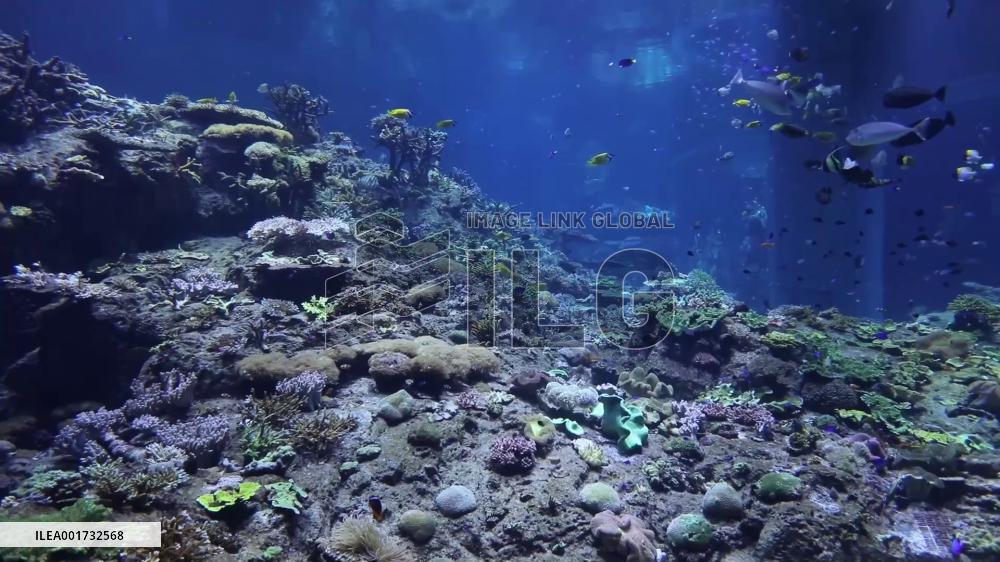 A glimpse of coral display tank in China's Zhuhai