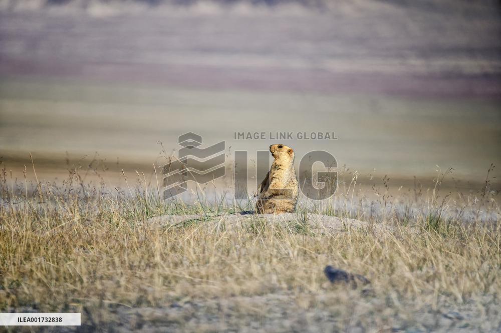 CHINA-XINJIANG-ALTUN MOUNTAINS-NATURE RESERVE (CN)