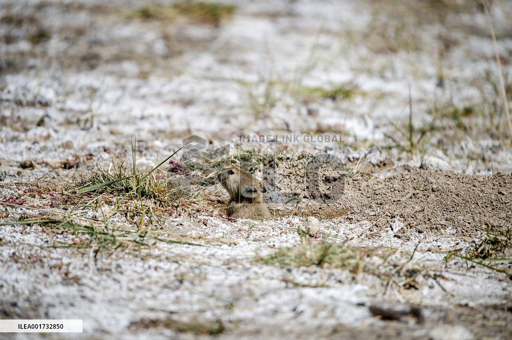 CHINA-XINJIANG-ALTUN MOUNTAINS-NATURE RESERVE (CN)