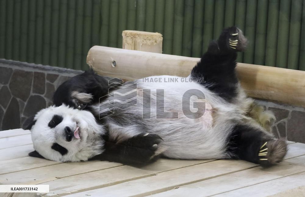 28-year-old giant panda at Japan zoo
