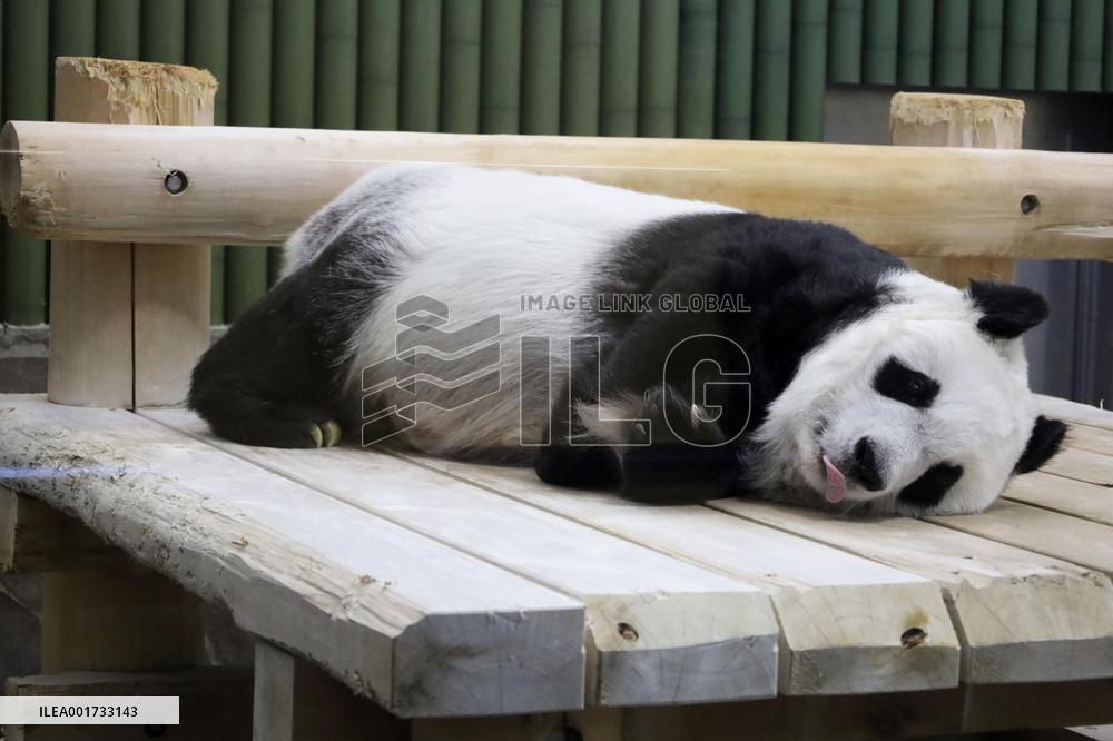 28-year-old giant panda at Japan zoo