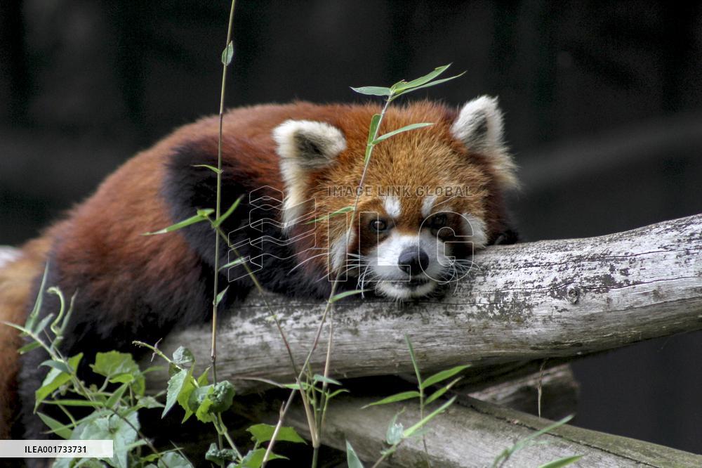 INDONESIA-WEST JAVA-INT'L RED PANDA DAY