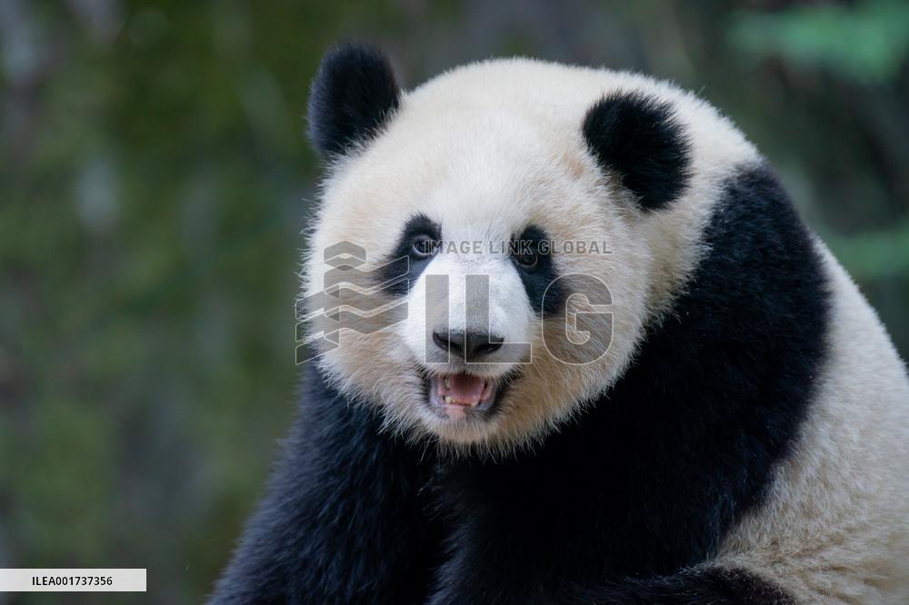 Panda At Chongqing Zoo