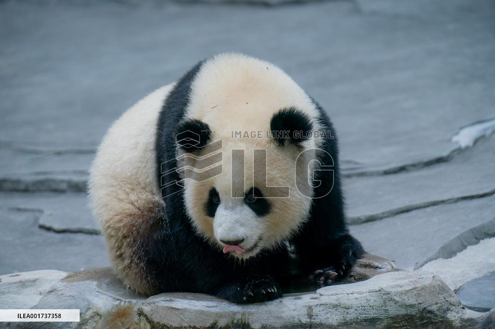 Panda At Chongqing Zoo