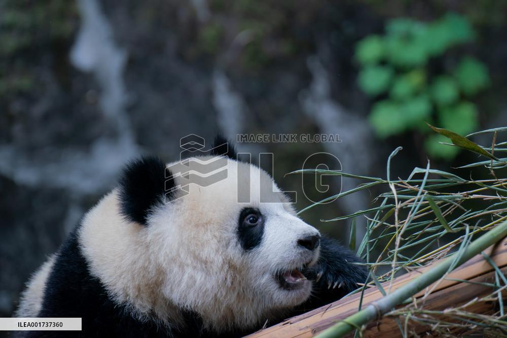 Panda At Chongqing Zoo