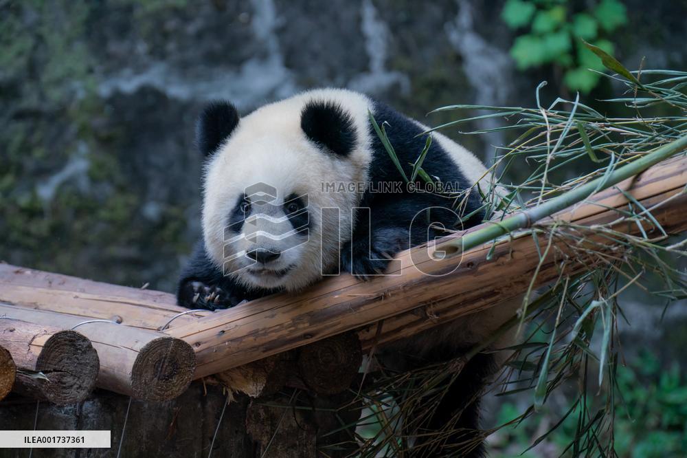 Panda At Chongqing Zoo