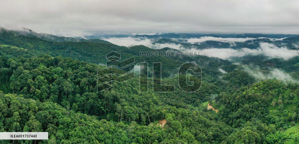 CHINA-YUNNAN-PU'ER-OLD TEA FORESTS-WORLD HERITAGE SITE (CN)