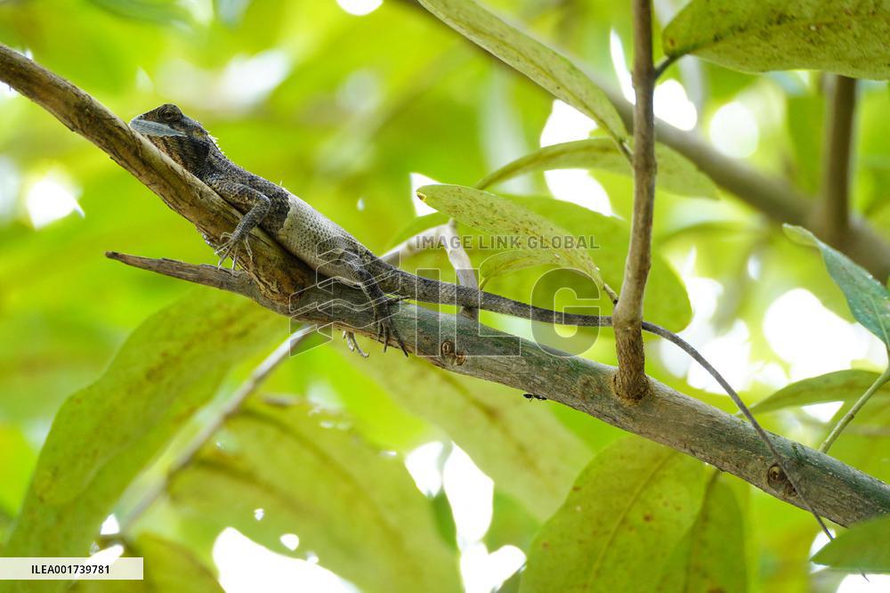 A Chameleon Rest On A Tree Branch - India