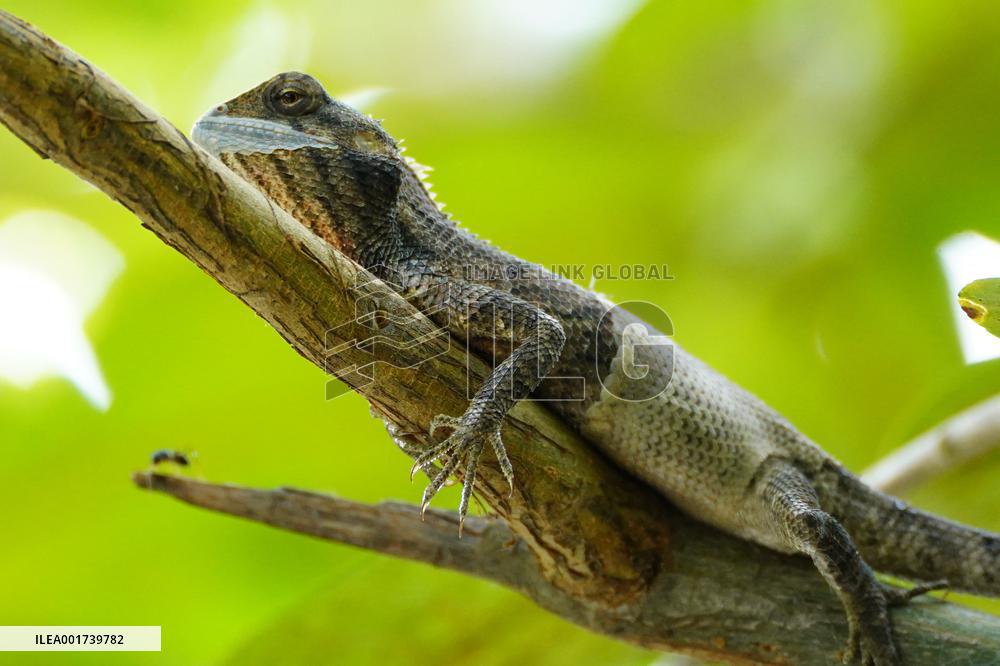 A Chameleon Rest On A Tree Branch - India