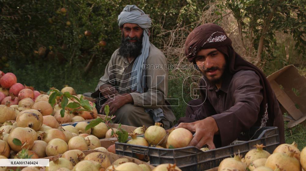 AFGHANISTAN-FARAH-HARVEST-POMEGRANATES