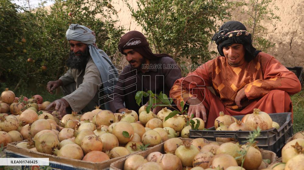 AFGHANISTAN-FARAH-HARVEST-POMEGRANATES