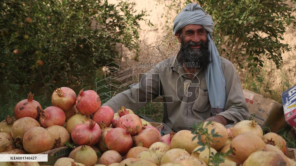 AFGHANISTAN-FARAH-HARVEST-POMEGRANATES