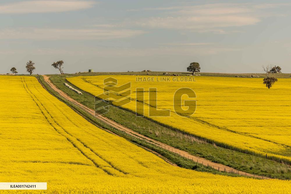 AUSTRALIA-CANBERRA-CANOLA FLOWER-BLOOM