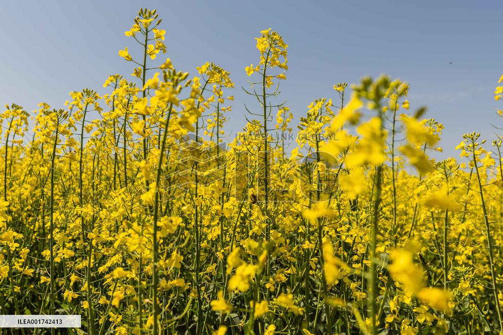 AUSTRALIA-CANBERRA-CANOLA FLOWER-BLOOM
