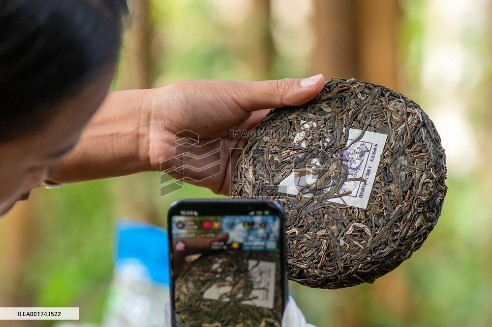 CHINA-YUNNAN-PU'ER-OLD TEA FORESTS-WORLD HERITAGE SITE-MODERN LIFE (CN)