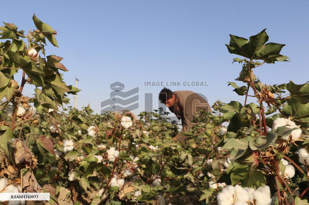 AFGHANISTAN-JAWZJAN-COTTON-HARVEST