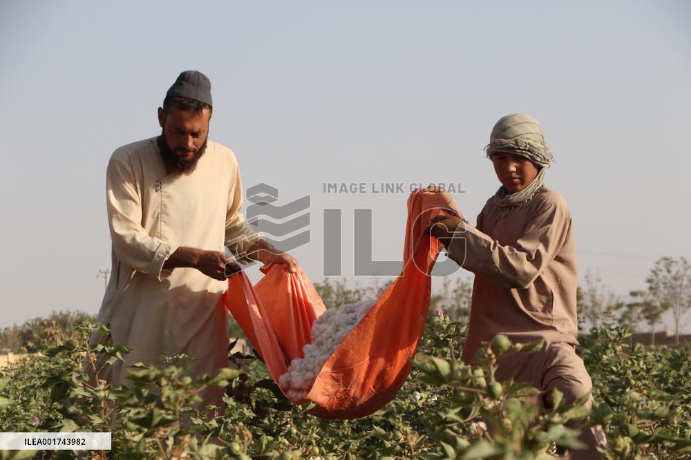 AFGHANISTAN-JAWZJAN-COTTON-HARVEST
