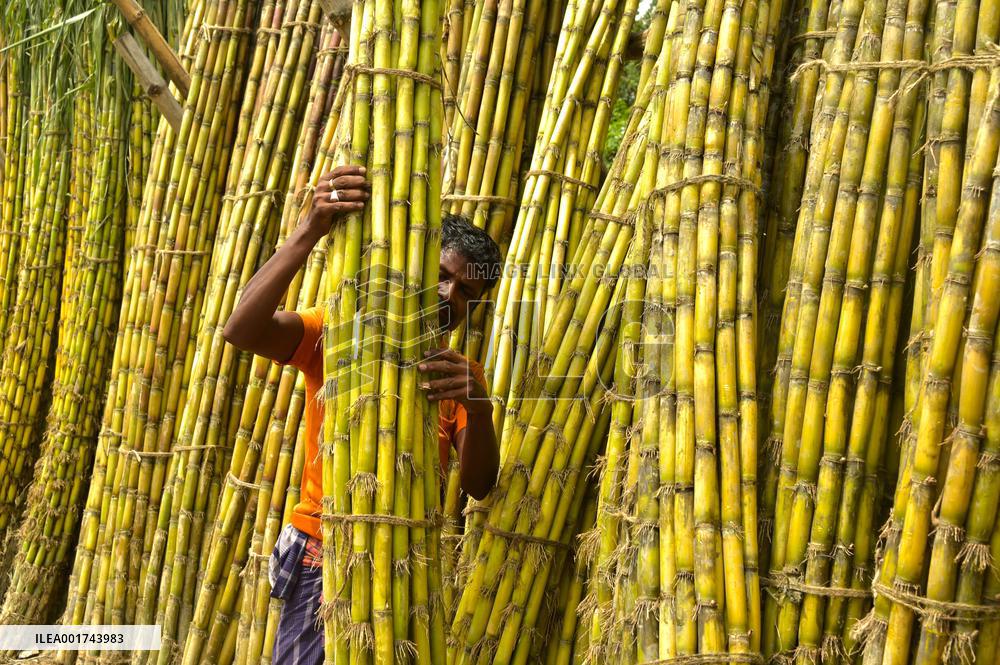 BANGLADESH-DHAKA-SUGARCANE-HARVEST SEASON
