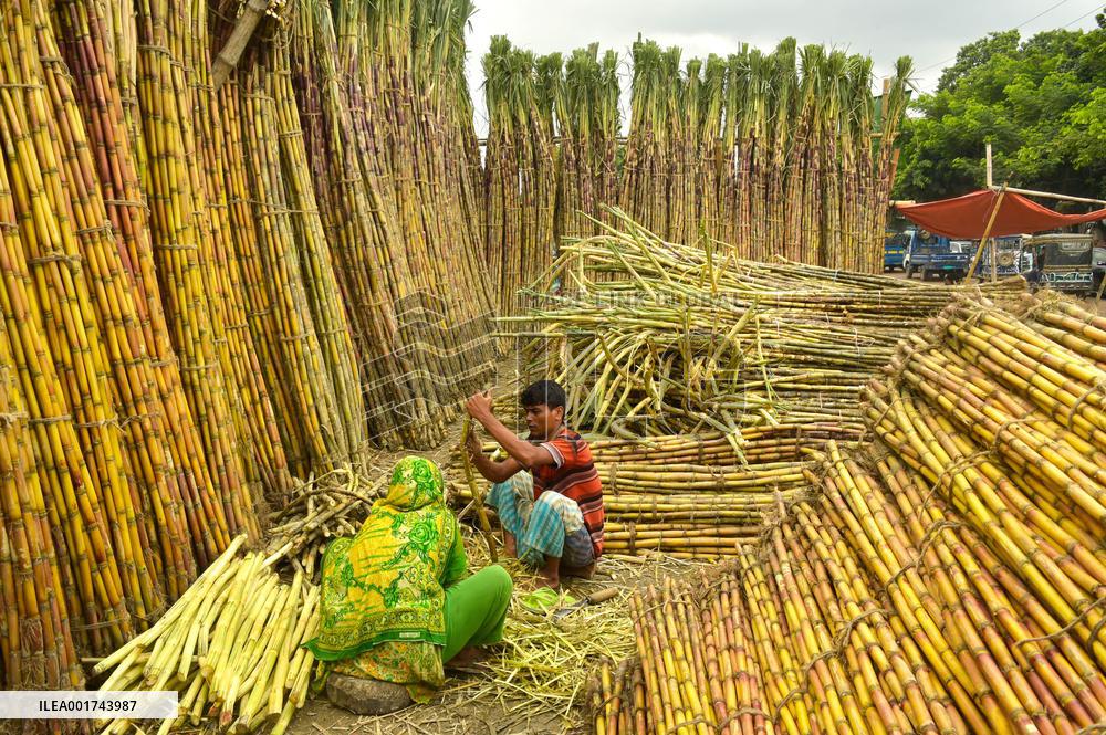 BANGLADESH-DHAKA-SUGARCANE-HARVEST SEASON