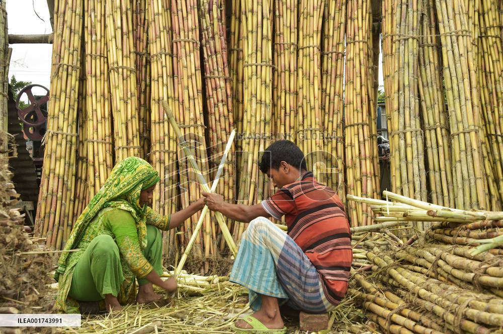 BANGLADESH-DHAKA-SUGARCANE-HARVEST SEASON