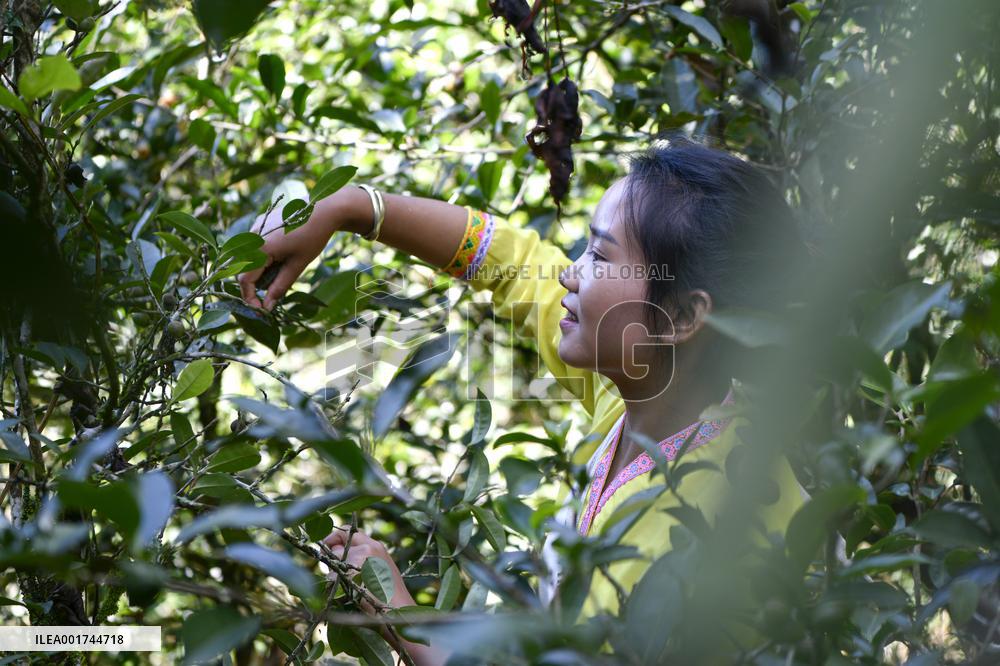 CHINA-YUNNAN-PU'ER-OLD TEA FORESTS-TEA HARVEST (CN)