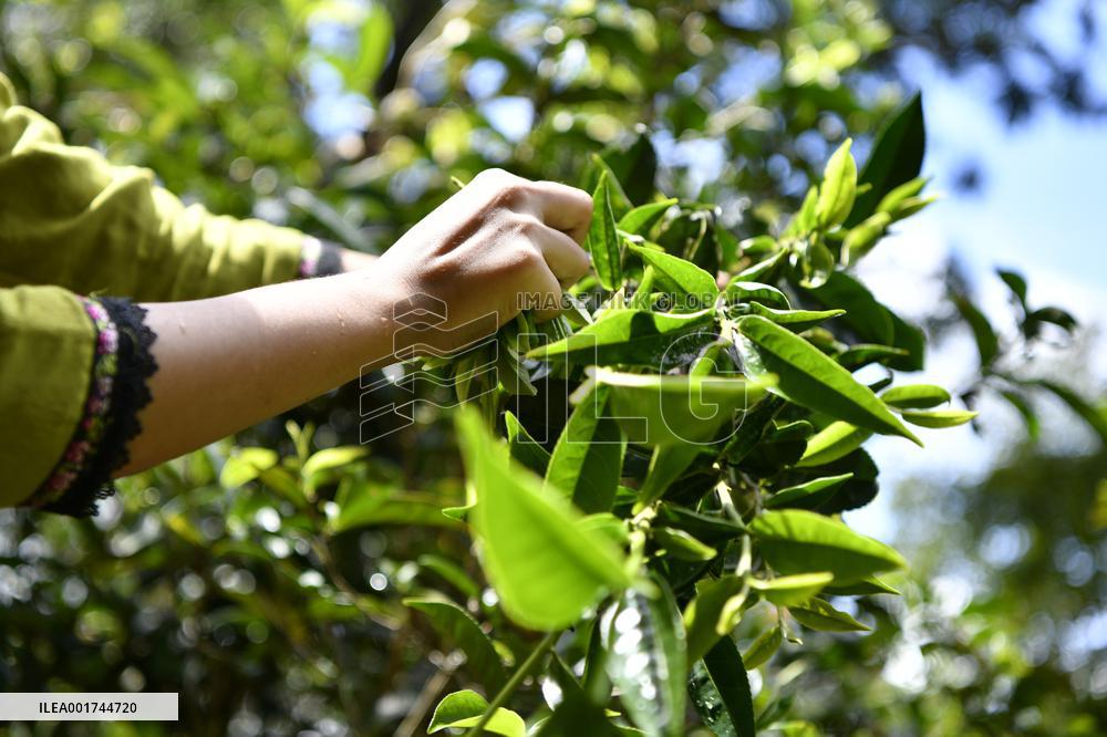 CHINA-YUNNAN-PU'ER-OLD TEA FORESTS-TEA HARVEST (CN)