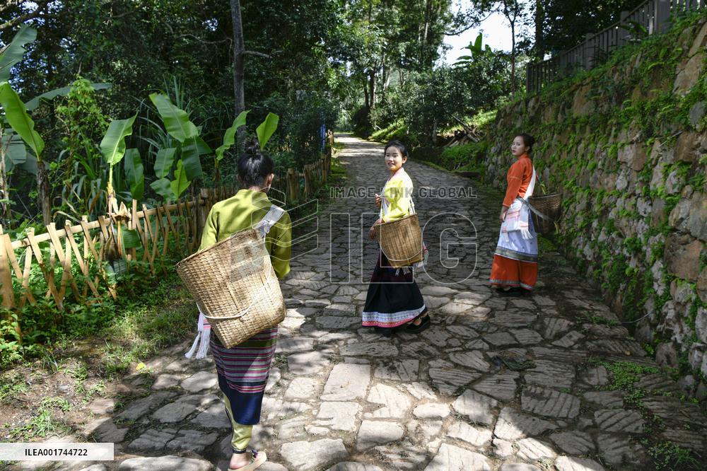CHINA-YUNNAN-PU'ER-OLD TEA FORESTS-TEA HARVEST (CN)