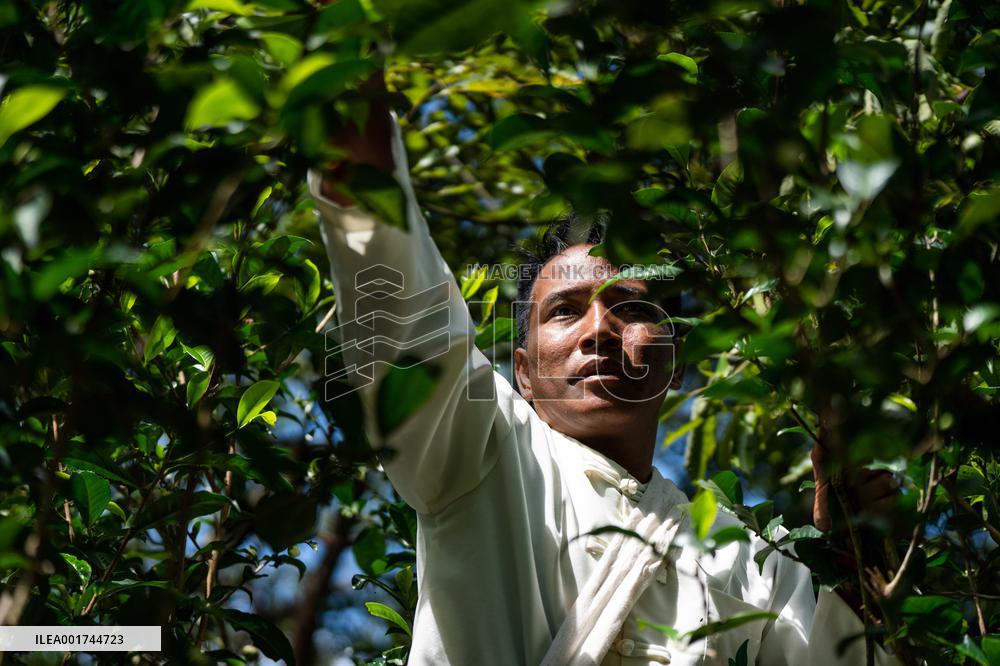 CHINA-YUNNAN-PU'ER-OLD TEA FORESTS-TEA HARVEST (CN)