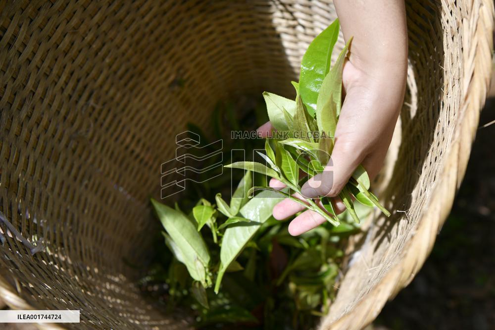 CHINA-YUNNAN-PU'ER-OLD TEA FORESTS-TEA HARVEST (CN)