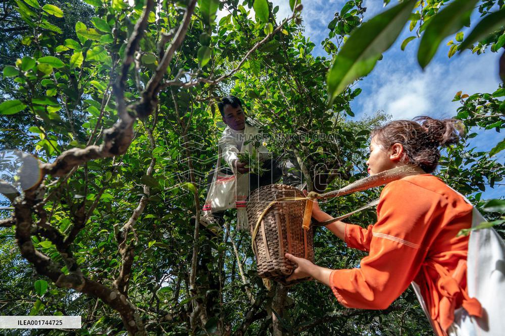 CHINA-YUNNAN-PU'ER-OLD TEA FORESTS-TEA HARVEST (CN)