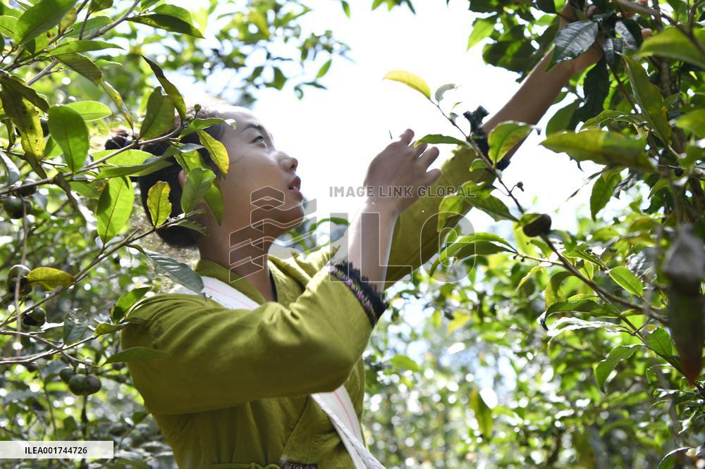 CHINA-YUNNAN-PU'ER-OLD TEA FORESTS-TEA HARVEST (CN)
