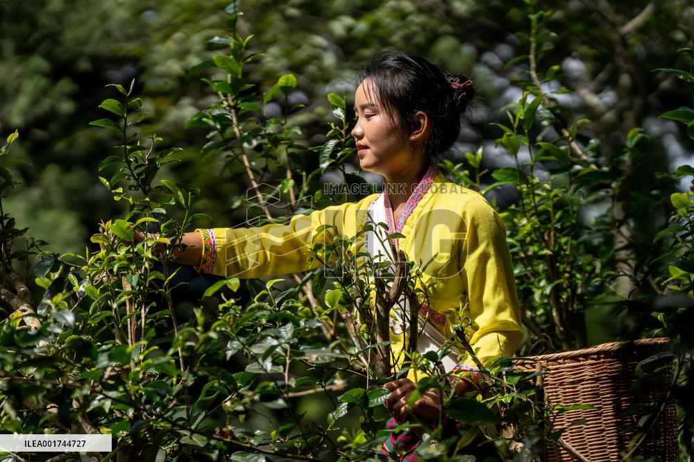 CHINA-YUNNAN-PU'ER-OLD TEA FORESTS-TEA HARVEST (CN)