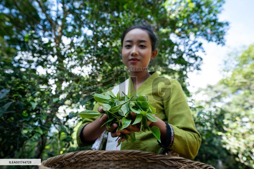 CHINA-YUNNAN-PU'ER-OLD TEA FORESTS-TEA HARVEST (CN)