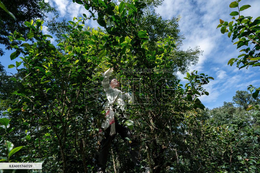 CHINA-YUNNAN-PU'ER-OLD TEA FORESTS-TEA HARVEST (CN)