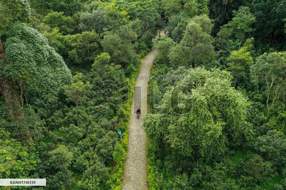 (SKYEYE) CHINA-YUNNAN-PU'ER-OLD TEA FOREST-AERIAL VIEW (CN)
