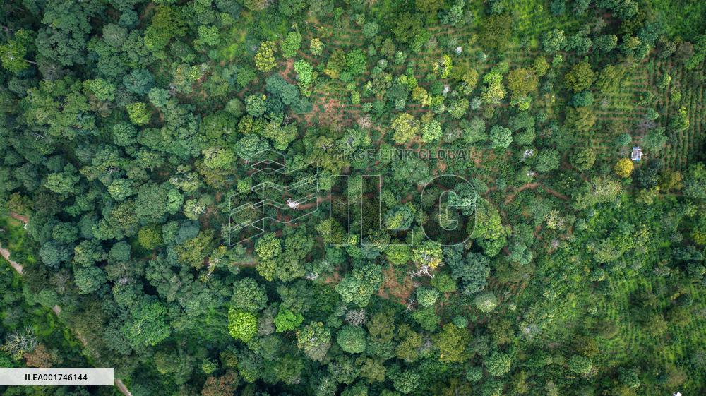 (SKYEYE) CHINA-YUNNAN-PU'ER-OLD TEA FOREST-AERIAL VIEW (CN)
