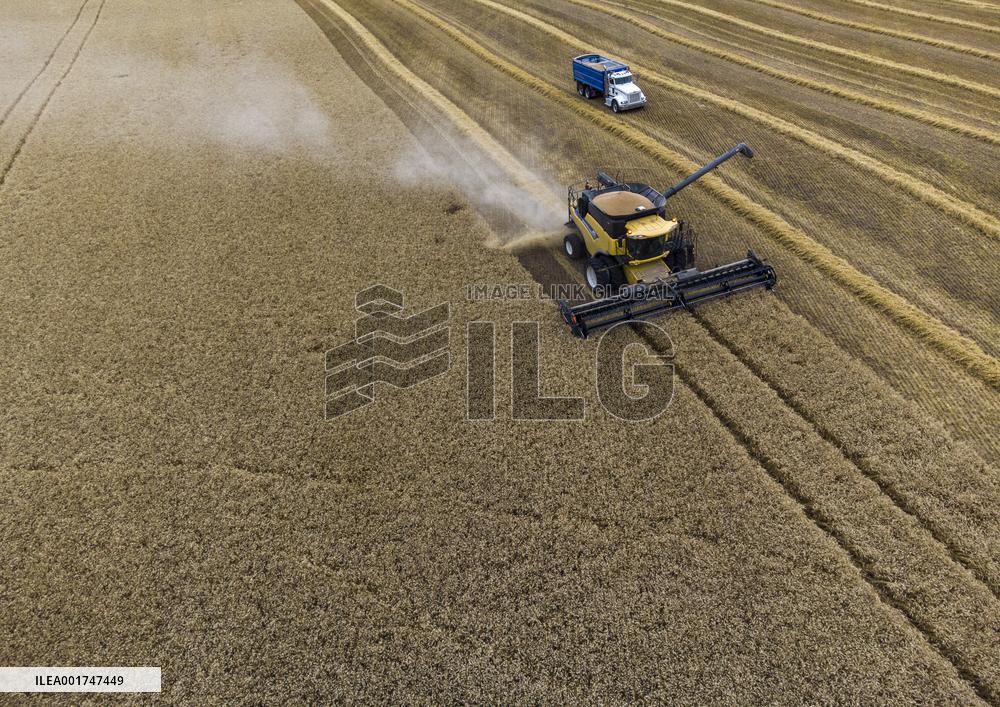Wheat Harvest - Canada